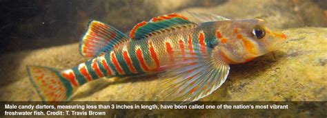 Rainbow-colored candy darter fish listed as endangered