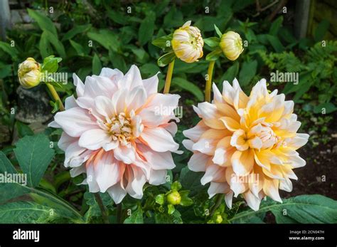 A Close Up Of Two Dahlia Seattle A Decorative Or Dinner Plate Double