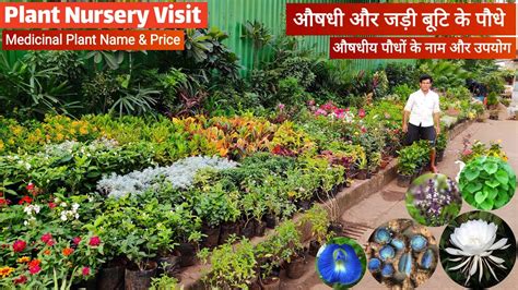 Nursery Visit Medicinal Plant Name And Uses इन पौधों को लगाओ बिमारी को