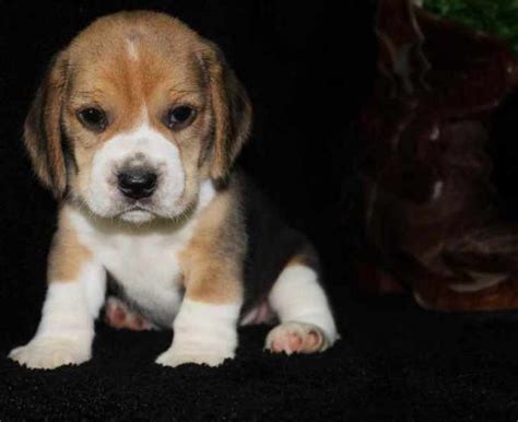 Beagle Puppies For Adoption | PETSIDI