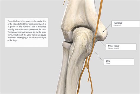 Groove For Ulnar Nerve Humerus