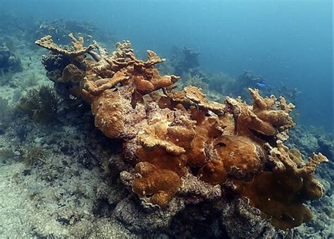 Noaas Iconic Reefs Mission Launched To Restore The Seven Reef Sites In