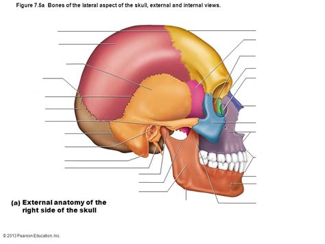 Axial Skeleton Lateral Skull Diagram Quizlet