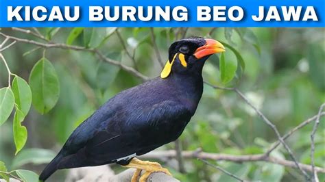 Kicau Suara Burung Beo Jawa Chirping Java Parrot Sounds Youtube