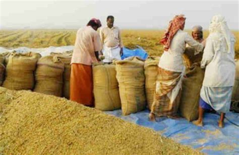 Govt To Procure Lakh Tonnes Boro Paddy Rice