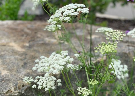 Ammi Majus — Charlotte Rhoades Park And Butterfly Garden