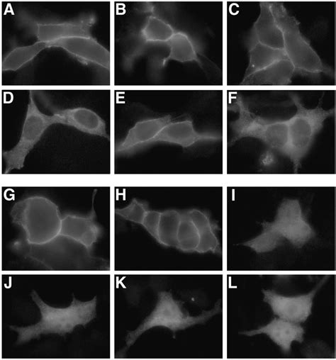 Subcellular localization of binding region mutants of s and q by ... 