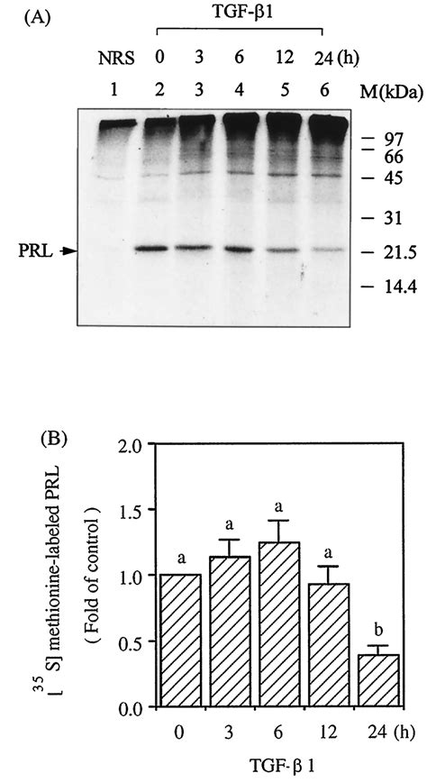 Time Course For Tgf 1 Inhibition Of 35 S Methionine Labeled Prl In