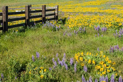 Wildflower Meadow With Native Plants Stock Photo Containing Meadow And