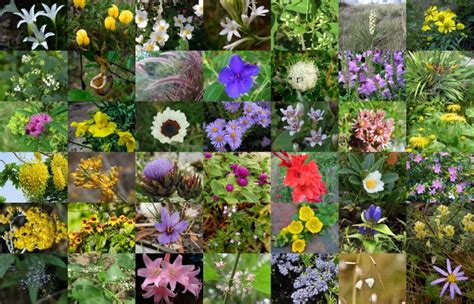 60 Flowering Plants For A Spectacular Autumn Florgeous