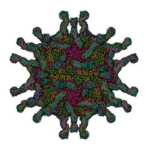 Rcsb Pdb 1nn8 Cryoem Structure Of Poliovirus Receptor Bound To