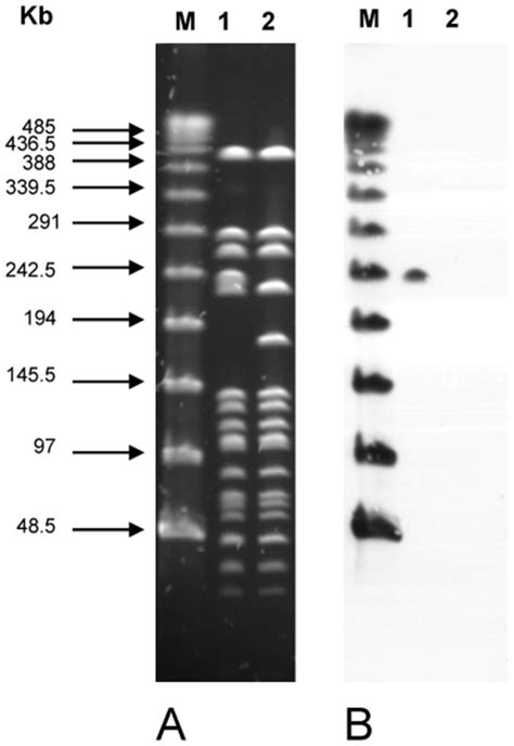 A Pulsed Field Gel Electrophoresis After Smai Restriction Of