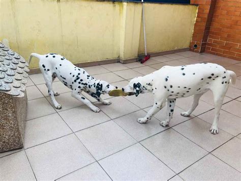 Adoção de Cachorro Santo André SP Nala e Simba 1 ano Raça Dalmata