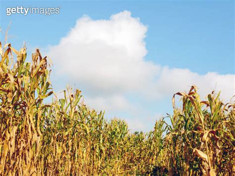 Corn Field During Harvest And Blue Sky Dry Corn Fields Ready For