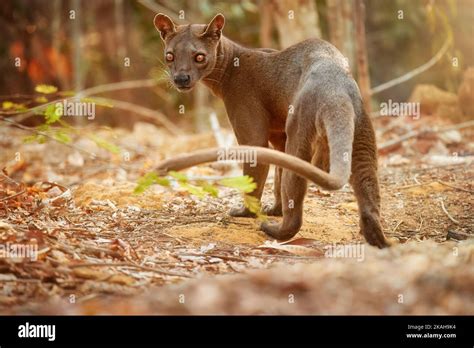 Madagascar fossa. Apex predator, lemur hunter. General view, fossa male ...