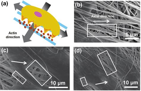 A Simulations Of Cell Elongation And Actin Organization And Fe Sem