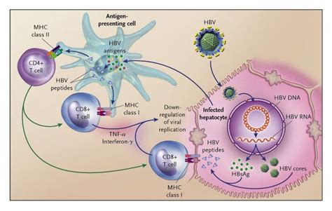 Hepatitis B Virus Infection — Natural History And Clinical Consequences