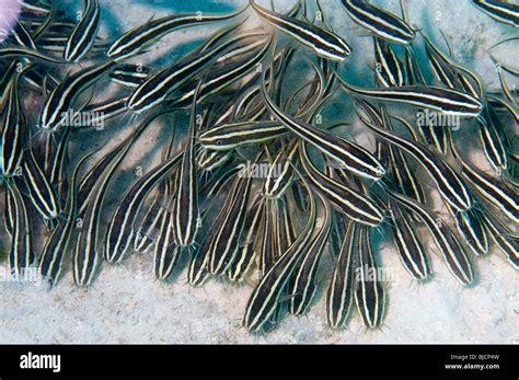 School Of Juvenile Striped Catfish Fish Plotosus Lineatus Sink Burrow