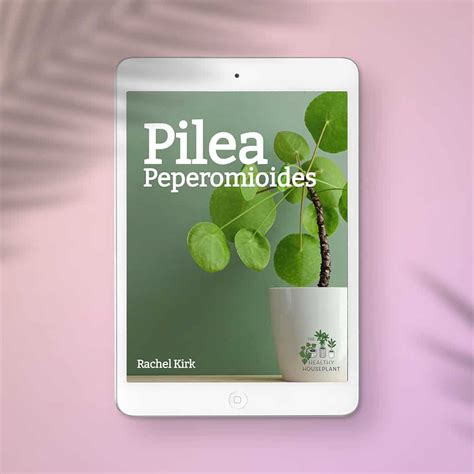 When And How To Replant A Pilea Plant A Step By Step Guide The