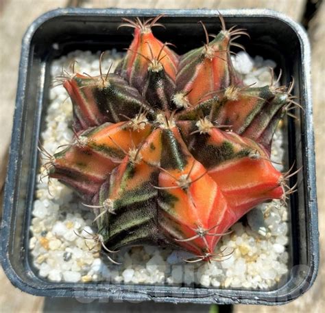 SHPR11352 Gymnocalycium Mihanovichii F Variegata Cactus Online