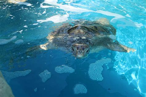 Projeto protege vida marinha e devolve à natureza mais de 5 mil