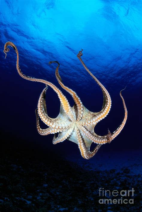 Hawaii Day Octopus Photograph By Dave Fleetham Printscapes Fine