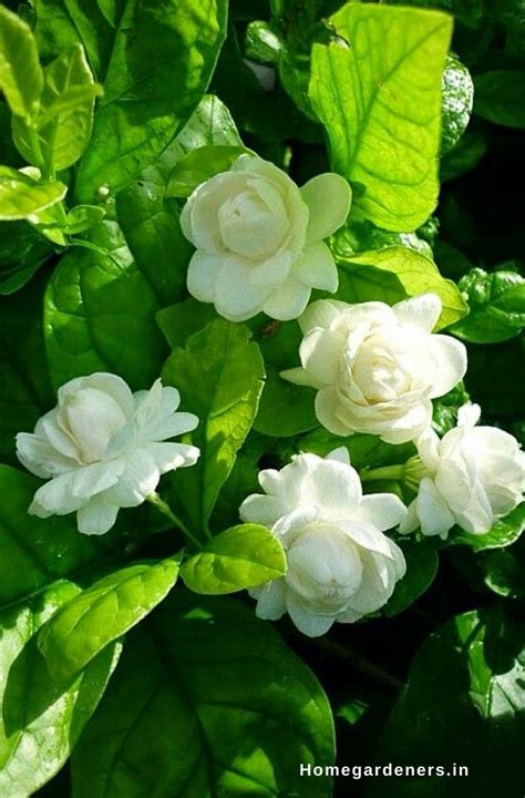 How To Grow And Care For Jasmine Plant Home Gardeners Flower