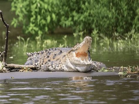 Does an Alligator Have a Stronger Bite than a Crocodile? - Animals Insider