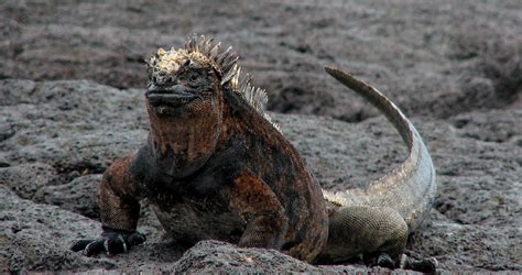 Galapagos Islands History - The story of a living laboratory