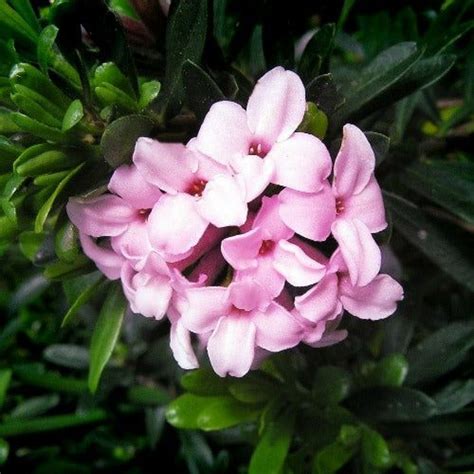 Shrubs Future Forests Future Forests Daphne X Transatlantica Pink