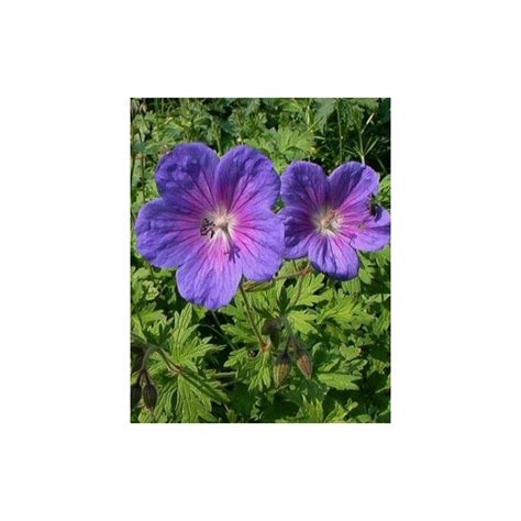 Geranium Himalayense Gravetye Plante Vivace Le Chatel Des Vivaces