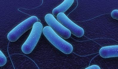 Structure of Archaea | Microbiology Team Project