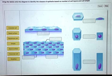 Drag The Labels Onto The Diagram To Identify The Classes Of Epithella