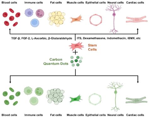 Differentiation Of Stem Cells Into Multiple Lineages Using Growth