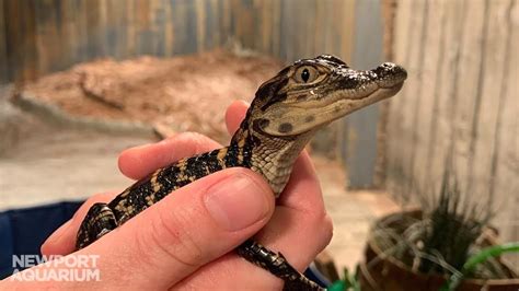 Newport Aquarium Celebrates New Bayou Babies
