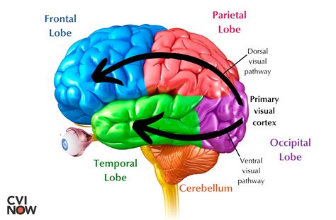 Ventral And Dorsal Stream