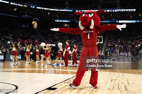 Arkansas Razorbacks Cheerleaders Photos and Premium High Res Pictures - Getty Images