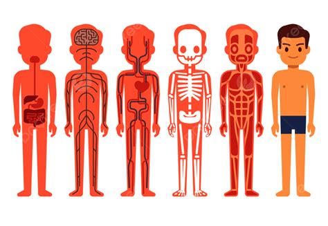 Anatomia Do Corpo Humano Desenho Braincp