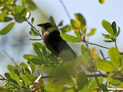 The Online Zoo - Bronzed Cowbird