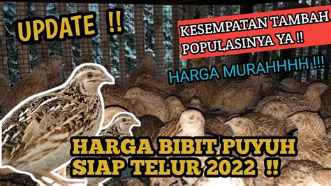 Update Harga Bibit Puyuh Siap Telur Usia 30 Hari 2022 YouTube