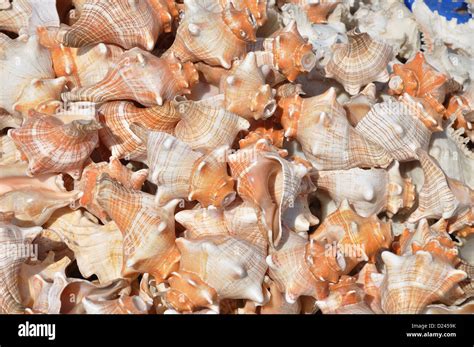 Indian Horse Conch Shell Triplofusus Giganteus Stock Photo Alamy