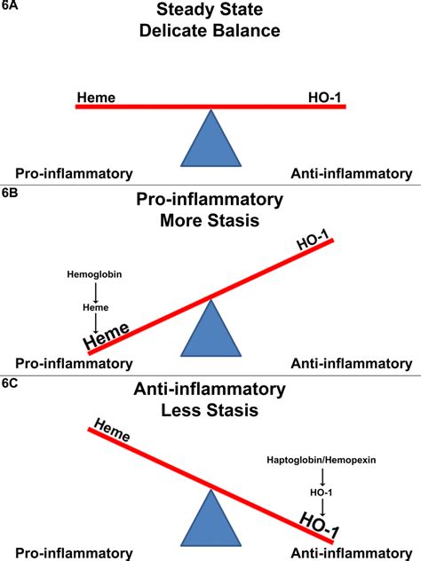 Tipping Point A Delicate Balance Between Pro Inflammatory And Download Scientific Diagram