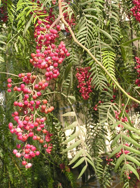 Anacardiaceae R Br Colombian Plants Made Accessible