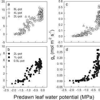 Net Photosynthetic Rate A A B And Stomatal Conductance To Water