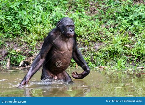 Bonobo Standing In Water Looks For The Fruit Which Fell In Water