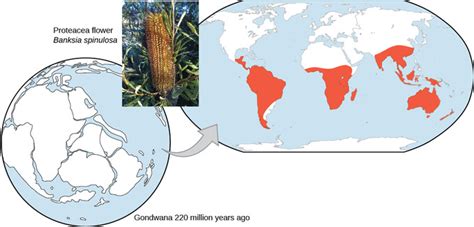 Evidence Of Evolution Boundless Biology