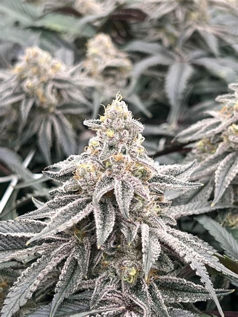 4th Grow 6 Weeks In Flower Platinum Jelly Strain Let Me Know Your
