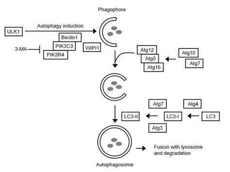 Autophagy factors and their function in the autophagy pathway.... | Download Scientific Diagram