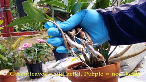 How I To Grooming And Removing Orchid Keikis For Novice Feat Dendrobium Kingianum Youtube