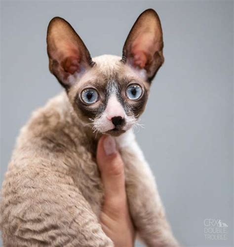 Kot Cornish Rex Rasowe Koty Domowe